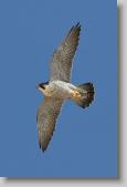 peregrine falcon * 480 x 720 * (52KB)